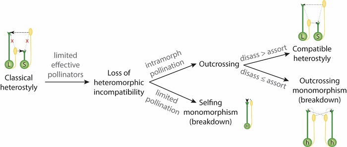 图1. 有效传粉者长期缺乏时异型花柱植物可能的演化趋势。