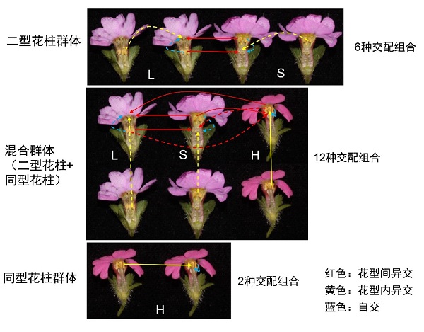 图2. 迎阳报春的花型结构及不同群体的潜在交配组合。虚线表示在典型异型花柱植物中不亲和,但是在迎阳报春中亲和的交配组合。