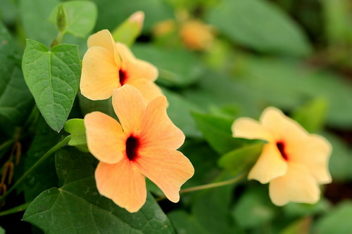 爵床科山牵牛属Thunbergia alata翼叶山牵牛-邓新华_缩小大小.JPG