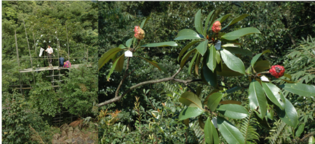 1. 长梗木莲的人工授粉及其成功结实