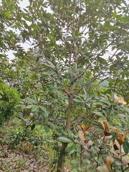 2.迁地保护在东莞市大岭山森林公园的长梗木莲植株