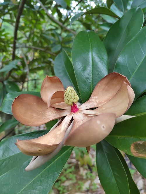 3.迁地保护在东莞市大岭山森林公园的长梗木莲首次开花